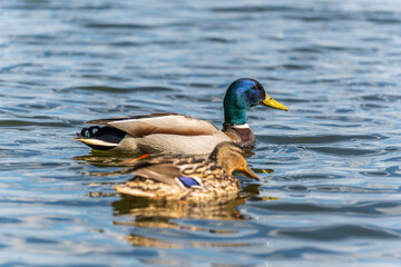 Duck swims in the pond.