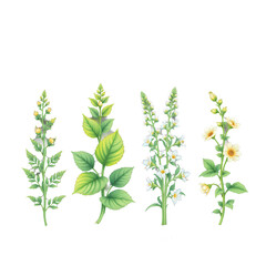 Herbal Illustration Featuring Various Green Leaves and White Flowers