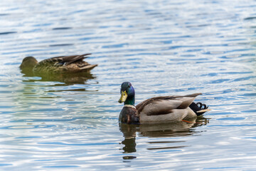 Duck swims in the pond.