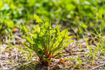 Dandelion leaves in April. Healthy food. On the meadow