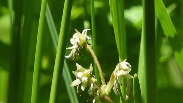 Close-up of Scheuchzeria palustris Growing in a Sphagnum Moss Wetland ミズゴケの湿原に自生するホロムイソウ 貴重な高山植物のクローズアップ動画 撮影日：20250708-2