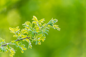 Nature of green leaf in garden at summer. Natural green leaves plants using as spring background cover page environment ecology