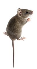 Cute Isolated Mouse Animal Rodent Wildlife Transparent Background Image