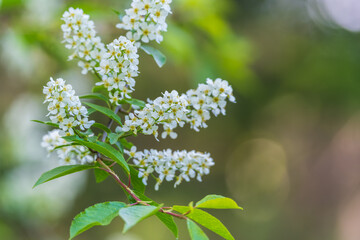 Fototapeta premium White flowers blooming bird cherry. Close-up of a Flowering Prunus padus Tree with White Little Blossoms