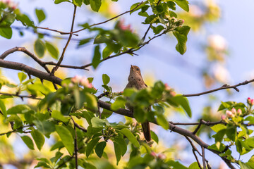 Thrush Nightingale, Luscinia luscinia. A bird sits on a tree branch and sings