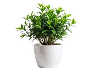 Obraz premium Minimalist Indoor House Plant in Simple White Pot, Isolated on Transparent Background