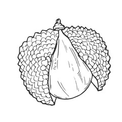 Fototapeta premium Hand drawn Lychee Fruit Sketch Illustration