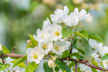White blossoming apple trees in the sunset light. Spring season, spring colors.