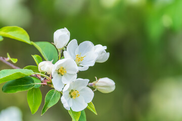 White blossoming apple trees in the sunset light. Spring season, spring colors.