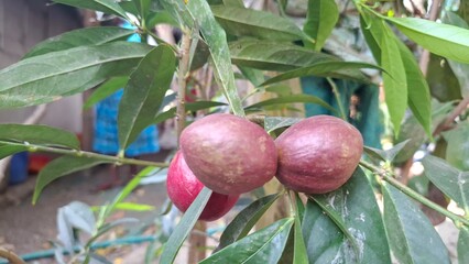 Close-Up of mahkota dewa or godscrown fruit on Branch Amidst Green Foliage in Garden Setting