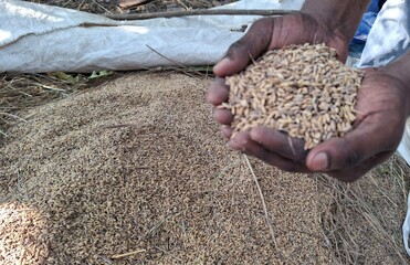 Hands Holding Cereals Above a Pile of Harvested Grains Outdoors