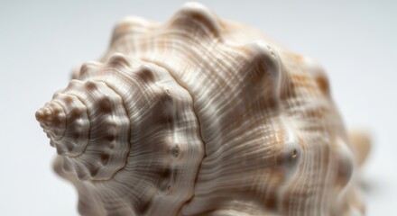 Obraz premium Intricate seashell close-up on white background, a coastal elegance and natural beauty