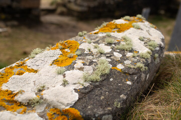 A LichenCovered Stone Discovered in the Natural Environment of a Beautiful and Scenic Landscape