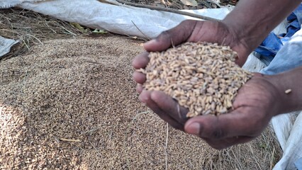 Hands Holding Cereals Above a Pile of Harvested Grains Outdoors