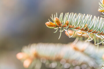 Closeup of fir branches with young buds. Spring nature concept. Fir branches with fresh shoots