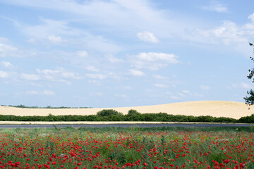poppy field and blue sky