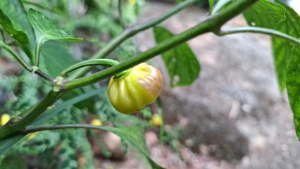 
Close-Up of a Unripe Pepper Growing on a Green Plant in a Garden
