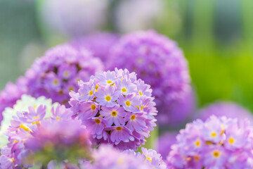 Primula denticulata purple in springtime. Pink Primula denticulata (Drumstick Primula) in garden