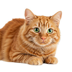 Obraz premium Ginger Cat Portrait with Green Eyes Isolated On Transparent Background