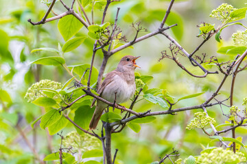 Thrush Nightingale, Luscinia luscinia. A bird sits on a tree branch and sings