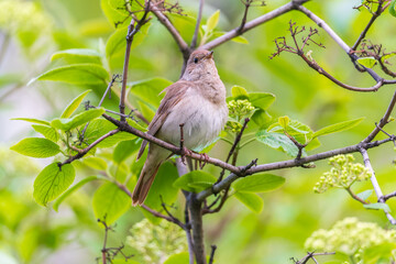 Thrush Nightingale, Luscinia luscinia. A bird sits on a tree branch and sings