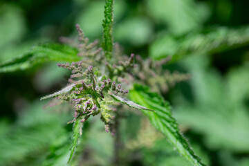 green nettle seeds close-up