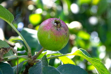 green apples on a tree