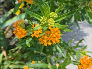Close-up of orange butterfly milkweed flowers. Ideal for pollinator-friendly design, native gardening, herbal visuals, or summer nature themes.
