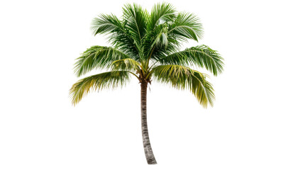 Palm Tree With Green Leaves and Brown Trunk on Transparent Background Isolated