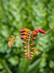 Crocosmia 'Lucifer' buds in focus against a green garden backdrop. Great for floral design, botany, or seasonal nature visuals.