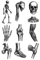 Vintage Human Anatomy Engraving of Bones and Muscles &ndash; Transparent Background