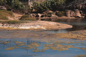 A Beautiful and Serene Waterbody Surrounded by Diverse Natural Flora and Wildlife