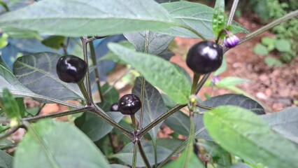 close up view of Chilly Royal Black Grape,