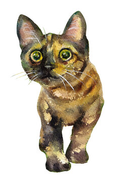Curious Tortoiseshell Cat