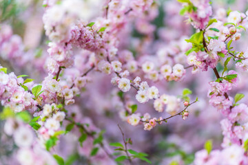 Beautiful Pink Flowers of Prunus triloba, Blossom, pink flowers. Prunus triloba, sometimes called flowering plum or flowering almond, a name shared with Prunus jacquemontii