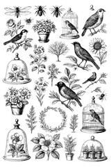 Vintage botanical and decorative elements in engraving style, Transparent Background