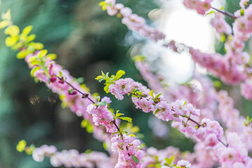 Beautiful Pink Flowers of Prunus triloba, Blossom, pink flowers. Prunus triloba, sometimes called flowering plum or flowering almond, a name shared with Prunus jacquemontii