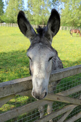 Portrait of a Donkey standing at a gate, Kent England
