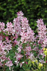 View of Dittany plants in full bloom, Sussex England
