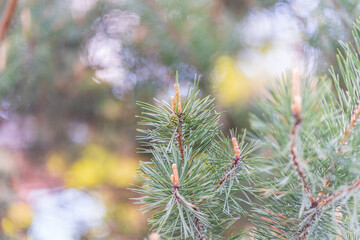 Green small pine trees with fresh shoots in spring or summer