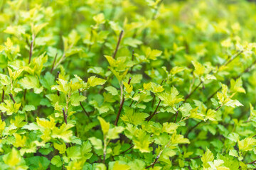 Nature of green leaf in garden at summer. Natural green leaves plants using as spring background cover page environment ecology