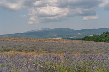 Champs de lavande et Mont Ventoux 