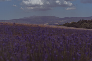 Champs de lavande et Mont Ventoux 
