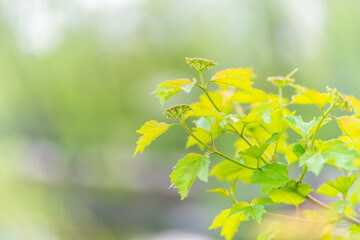 Nature of green leaf in garden at summer. Natural green leaves plants using as spring background cover page environment ecology