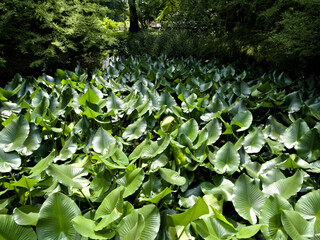 Overhead image of fresh alocasia foliage with rich texture and vivid green tones. Perfect for spa themes, eco brands, or exotic design.