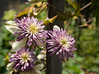 Detailed close-up of blooming Florida clematis, featuring textured light petals and a rustic green-brown leaf background.