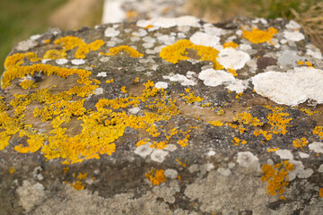 A vibrant display of colorful lichen on a weathered rock surface showcases natures artistry
