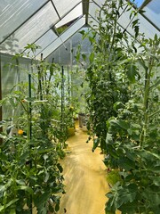 Krzaki pomidorów pod folia 