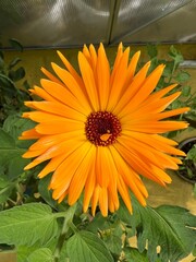 Kwiat polny żółty jak słońce, © Maciej G. Szling