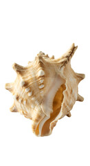 Fototapeta premium Isolated Seashell with Transparent Background Natural Beige Seashell